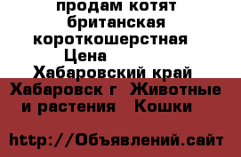 продам котят британская короткошерстная › Цена ­ 4 500 - Хабаровский край, Хабаровск г. Животные и растения » Кошки   